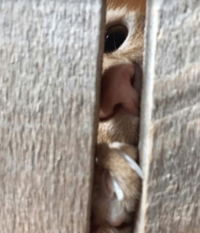 橘猫喜欢跟主人玩,还偷偷摸摸地想拿冰箱里的食物,真是可爱极了 橘猫喜欢跟主人玩,还偷偷摸摸地想拿冰箱里的食物,真是可爱极了