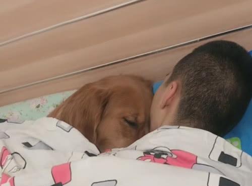 金毛喊|让金毛喊老公起床,60分钟过去不见出来,进屋一看笑骂