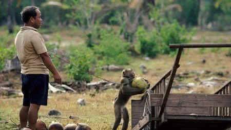 猴子摘椰子每年为果农省千万工钱