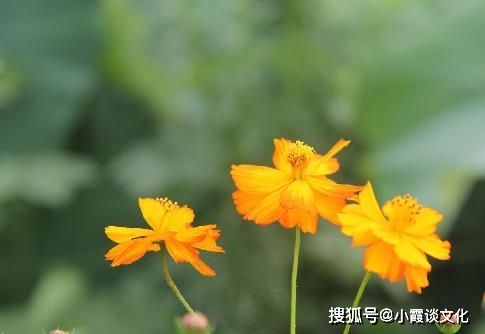 人生如梦 暮然回首万事空 花开花落是人生 句句经典 生活