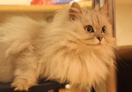 进行|几种很粘人的猫咪,可以去进行考虑,它们均有自己的独特之处