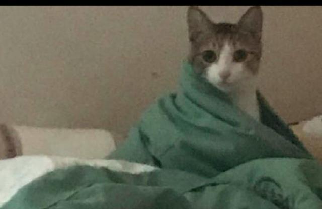 猫咪|网友起床没叫猫咪,它醒来后就坐在床上质问主人:为什么不叫我!