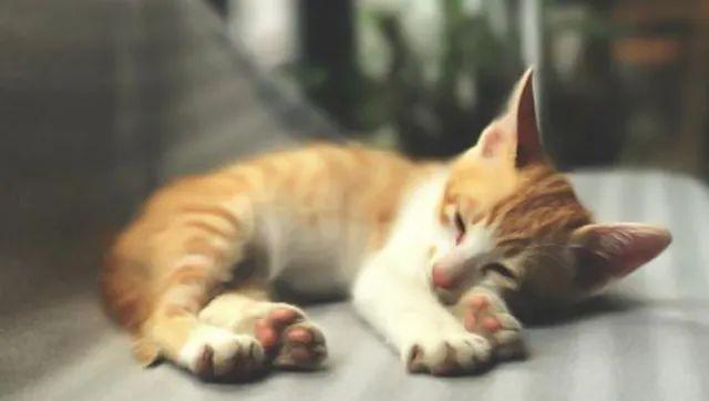 猫是“独行侠”所以不怕孤独？70%的猫可能会患上分离焦虑症！