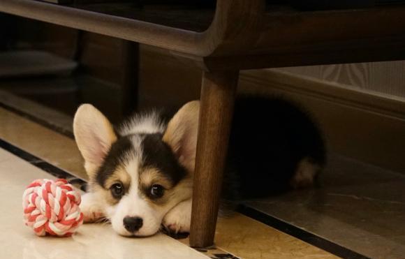 玩具|柯基把这个东西当伙伴，走到哪里都要一起，谁拿跟谁急