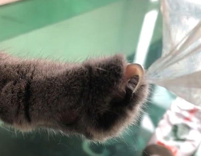 猫咪抬爪半天都不动，主人以为练神功，猫：看够了没，快救我