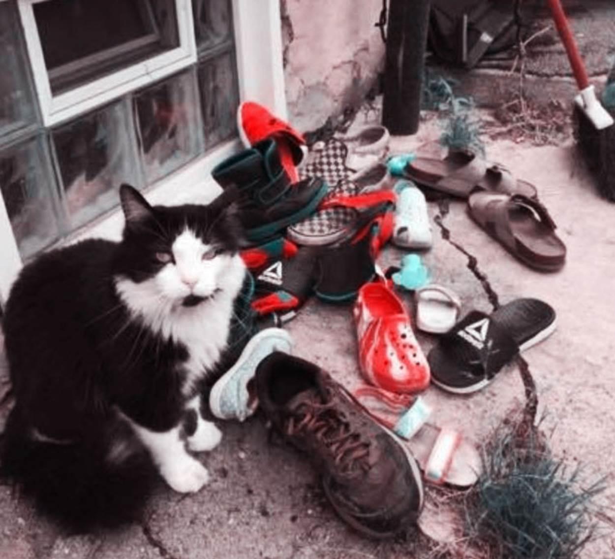 猫咪的“怪癖”，竟引发上万网友围观，让人啼笑皆非！ 