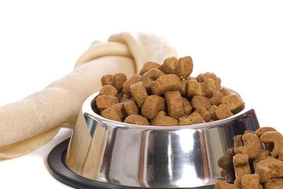 一针|饲养“柯基犬”，一个月大概需要花多少钱？