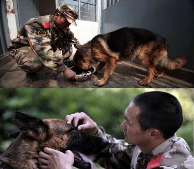 警犬死咬退伍老兵的行李不放 这一松口就是永别 警犬死咬退伍老兵的行李不放 这一松口就是永别