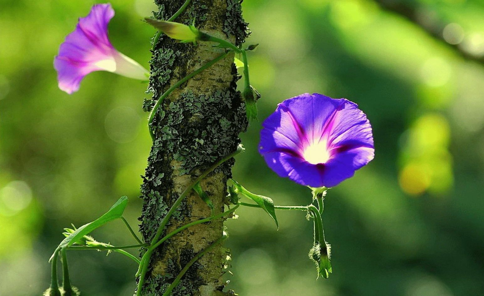 8月 光阴流水 旧爱闹心 3生肖百转千回 终于想通了 诚心要复合 感情