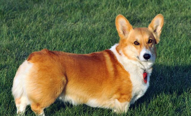 实验|柯基没有尾巴，“狗缘”可能不大好，主人有发现它朋友比较少吗？