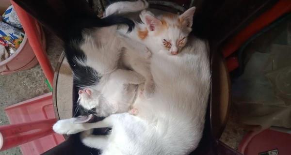 猫咪果然都是液体做的!网友:此猫有练过 猫咪果然都是液体做的!网友:此猫有练过