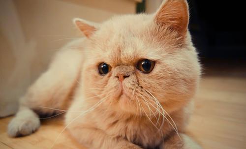 方法|加菲猫泪痕严重怎么办？