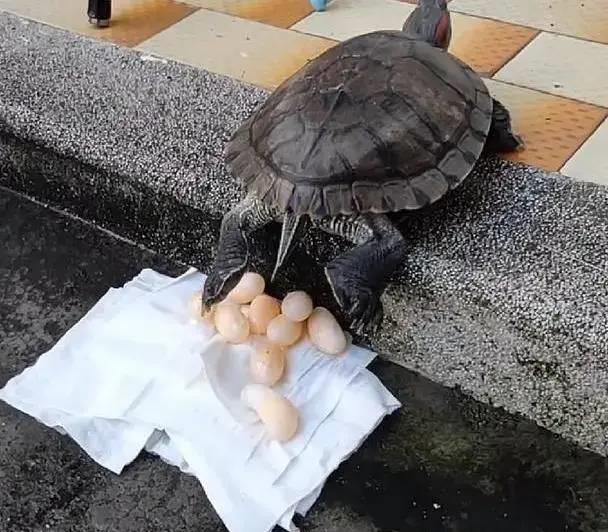 几年乌龟下蛋,主人想煎来吃,10分钟后,却傻了眼!. 几年乌龟下蛋,主人想煎来吃,10分钟后,却傻了眼!.
