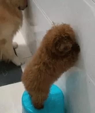 两只金毛负责拆家，它们让泰迪放风，最后泰迪被罚委屈的大哭起来！