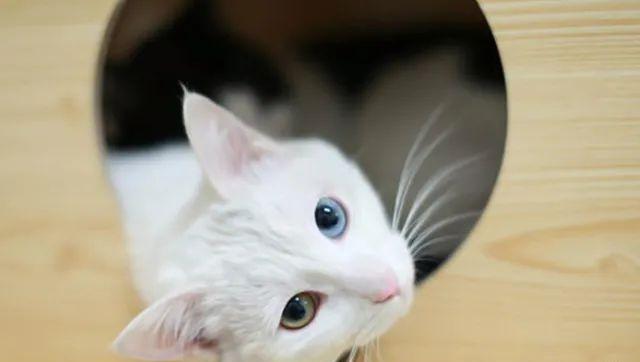 猫是“独行侠”所以不怕孤独？70%的猫可能会患上分离焦虑症！