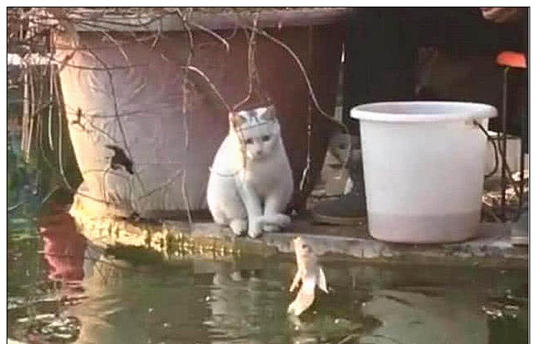 男主带着猫咪去钓鱼,钓上一只鱼时,它的反应让人笑出鼻涕泡 男主带着猫咪去钓鱼,钓上一只鱼时,它的反应让人笑出鼻涕泡