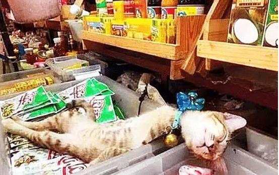 猫咪临时看店，生意却爆火，喵：你只管开店，没有人来算我输