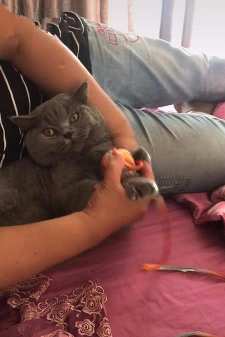 猫跟奶奶相处半年,男子探望时忍不住笑喷,网友:猫还能这么用吗 猫跟奶奶相处半年,男子探望时忍不住笑喷,网友:猫还能这么用吗