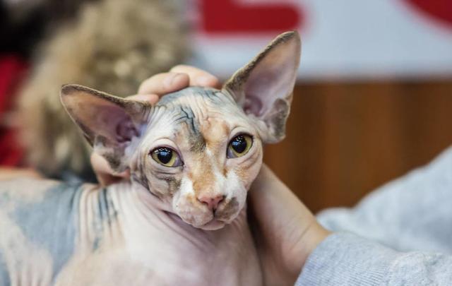 猫咪|猫咪永远养不熟？这4种适合家养的猫咪你知道吗？