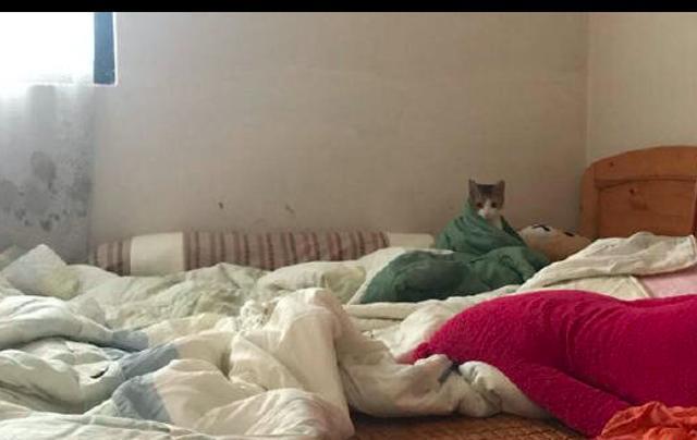 猫咪|网友起床没叫猫咪,它醒来后就坐在床上质问主人:为什么不叫我!