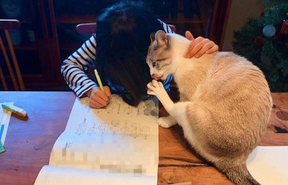 猫咪试图阻止小主人写作业，最后却被她给打败了，猫：谁还不是个宝宝