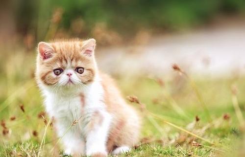 方法|加菲猫泪痕严重怎么办？