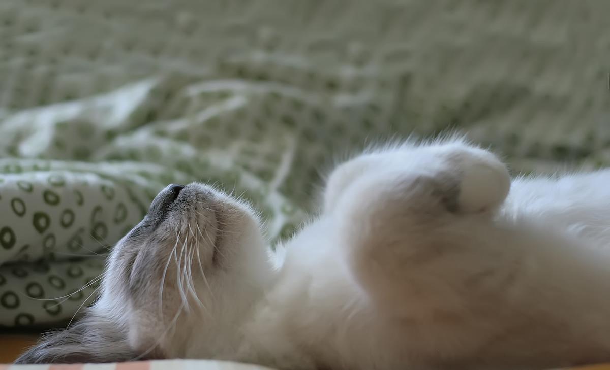 猫为什么喜欢睡脚边