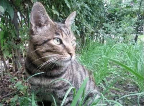 猫咪经常捉回另类物种，每次都让自己发慌，这次捉回的让自己更慌