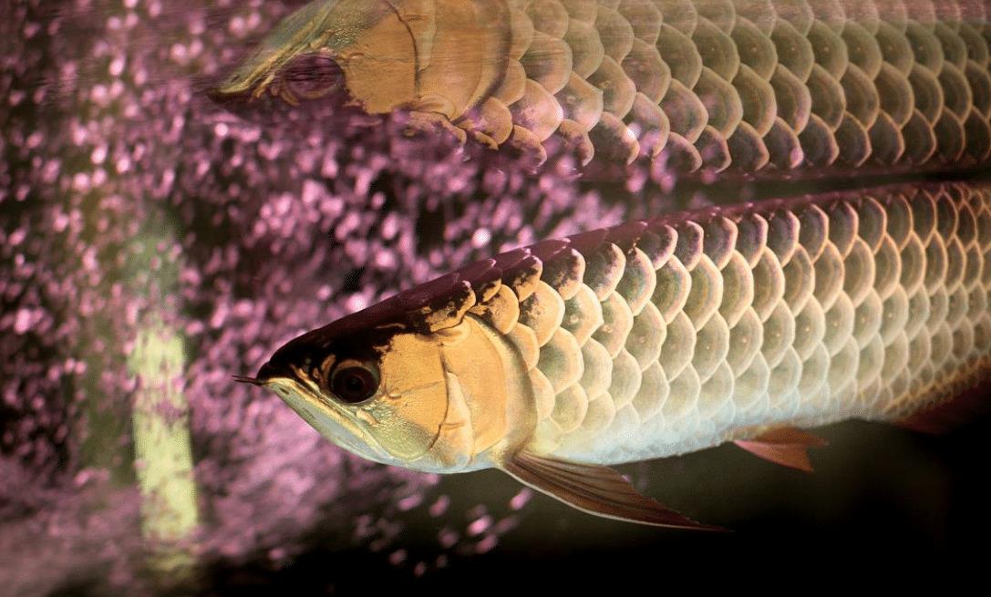 怎么养金龙鱼视频 341c299749f2433e816ea8c3bfa95675.jpeg