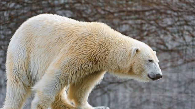 什么动物能打败蚂蚁 c58d2019f05b4faebf815d4fb6fb5136.jpeg