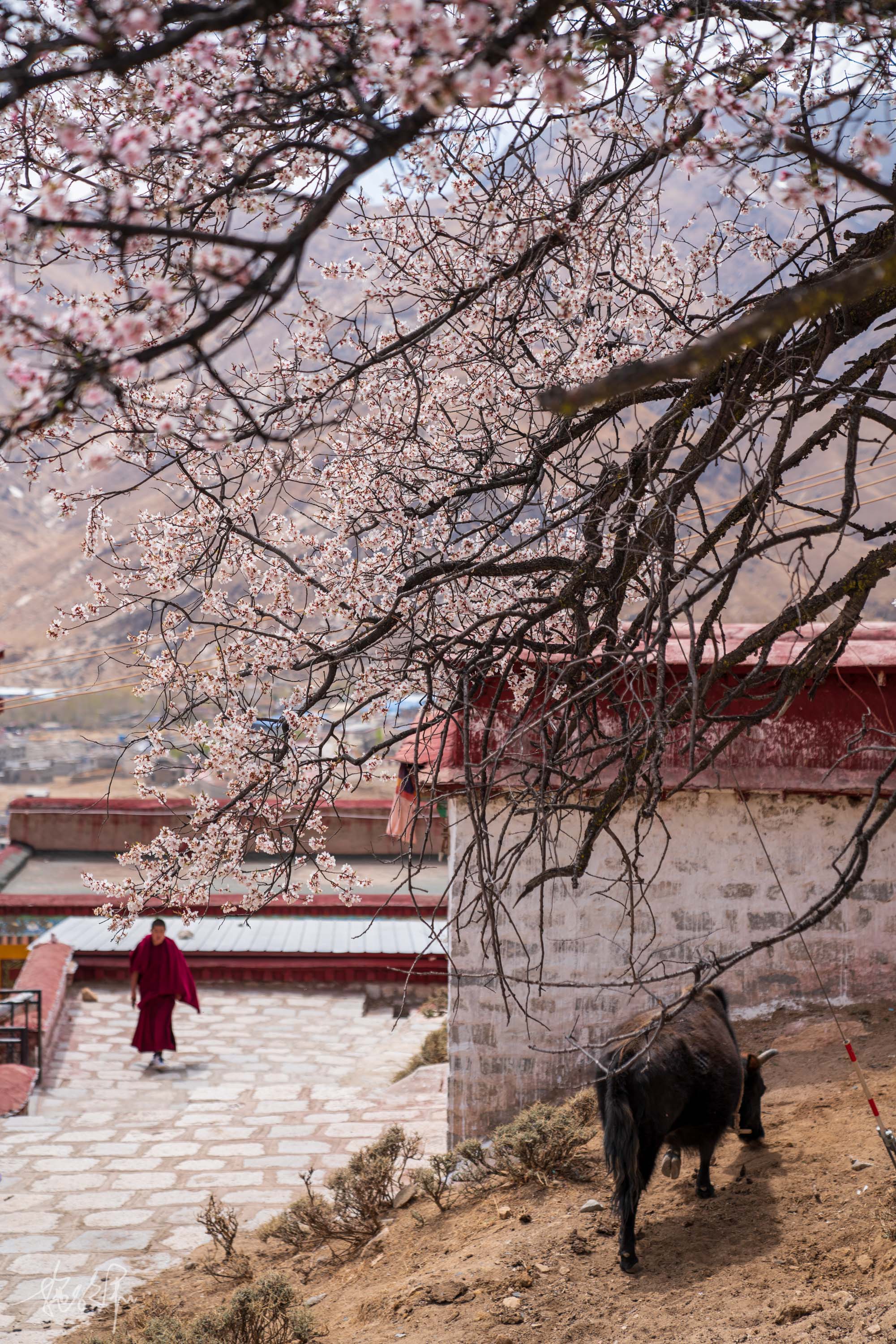 藏文字的发源地，可以俯瞰整个拉萨城，去看帕邦喀山寺桃花开