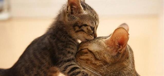 猫咪|请问原住民猫咪和新租客应该如何安顿?安顿过程中需要的注意事项