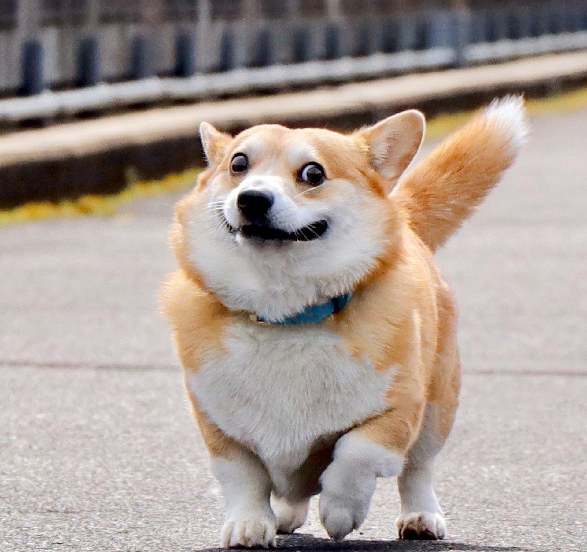 Gen|表情包柯基不敌病魔，5年来一直分享快乐！主人：开心送它离开