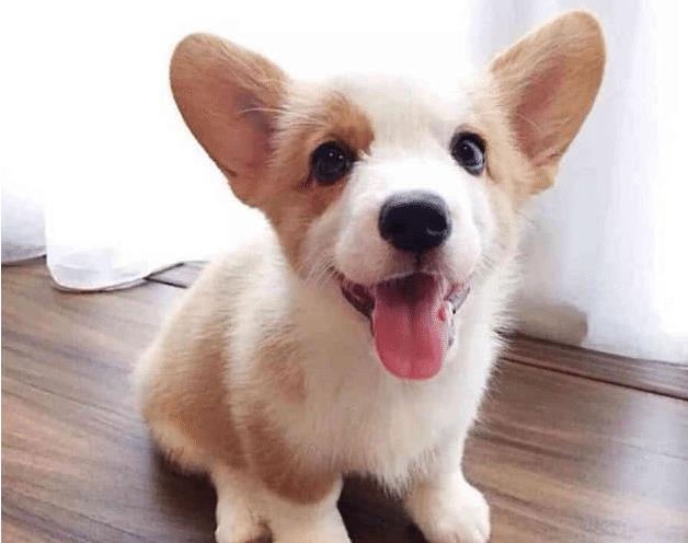 图片|网友目睹“火龙果的案发现场”,逮着狗子一顿大骂:你是不是欠收拾?