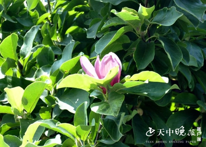 玉兰盛夏开花 稀奇 李春枝