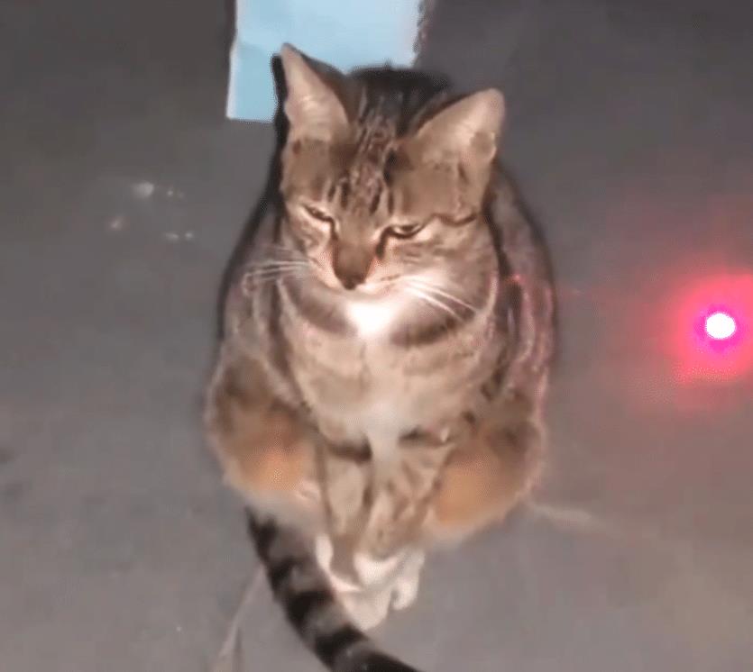 猫咪|狸花猫毫不搭理激光笔,却用眼神示意主人:“你能不能成熟一点”