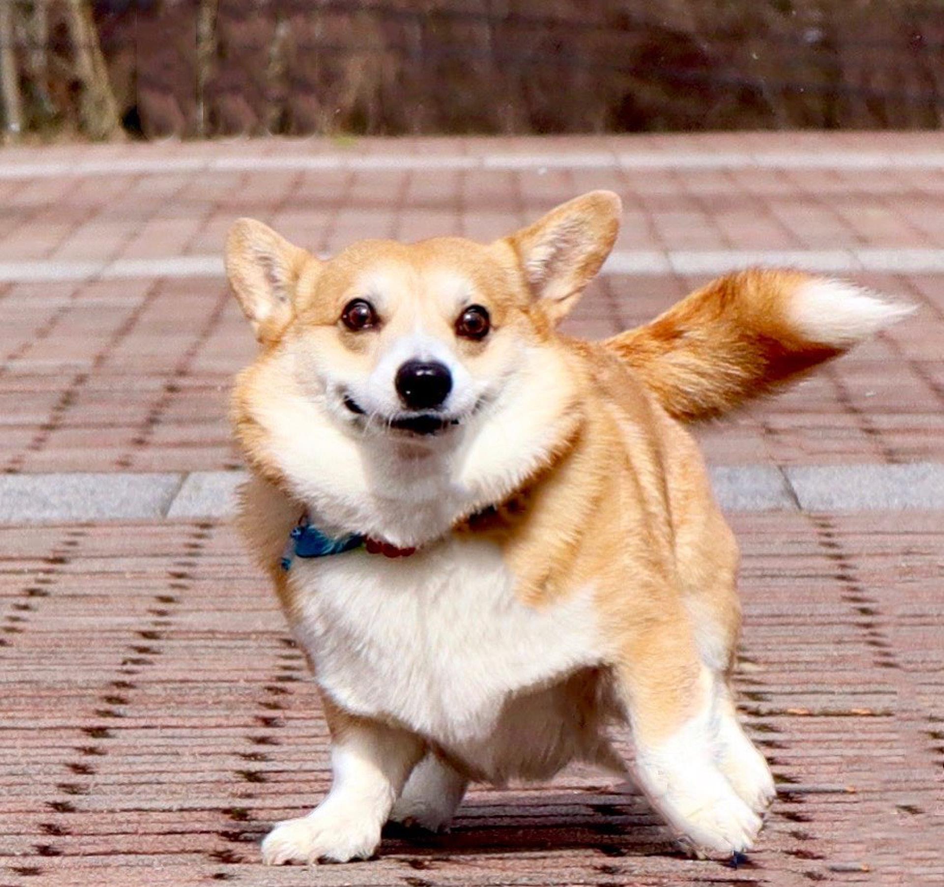 Gen|表情包柯基不敌病魔，5年来一直分享快乐！主人：开心送它离开