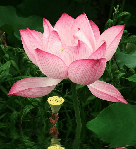 4屬相在8月上旬 迎來桃花朵朵 財源廣進 未來一片光明 教科書風水一點通