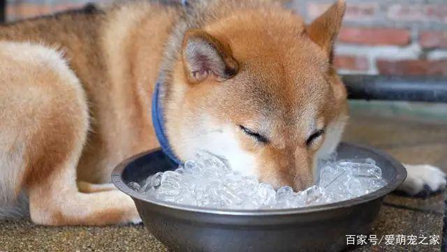 怎么看小狗有没有饿 2599203115234d798bd898aeb0c41443.jpeg