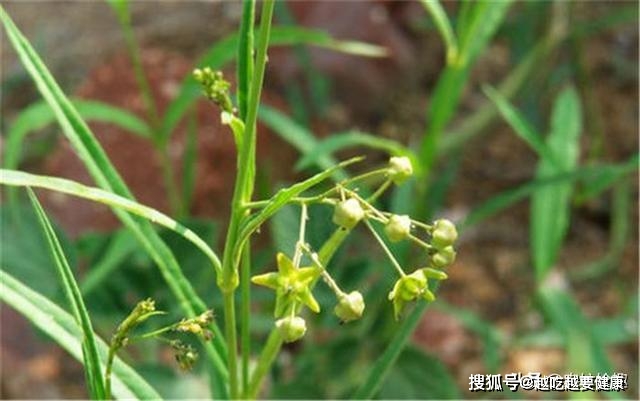 原創2個月漲價5元價格上至3年新高今年還能種植嗎