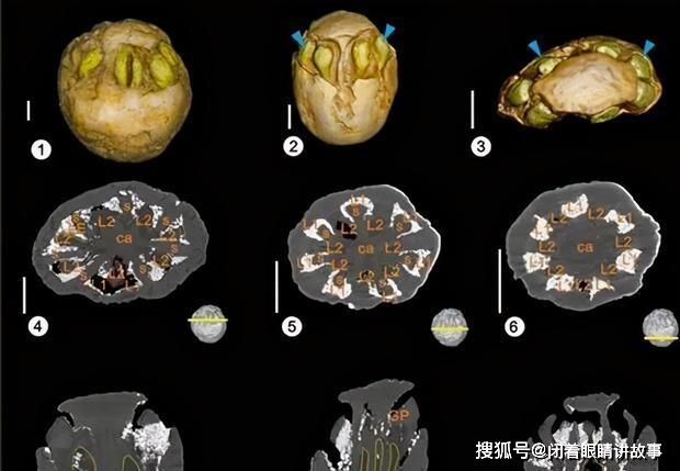 原创福建出土1500万年前的枣,样子很怪异,有7只"眼睛"?