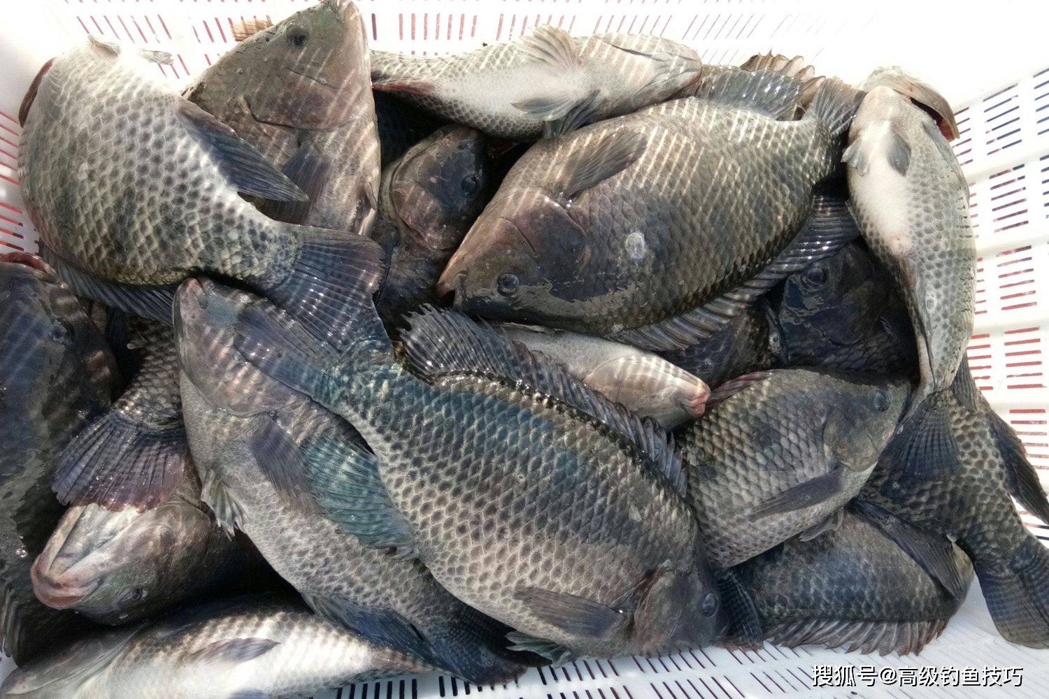 羅非魚如何吃餌?羅非魚咬鉤時魚漂怎麼動?釣羅非魚的抓口技巧_動作