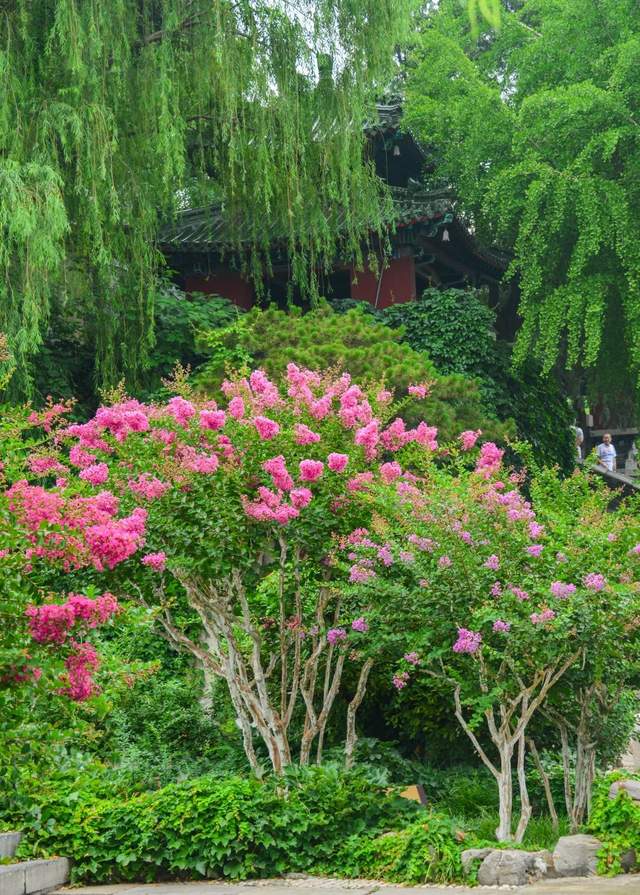 生如夏花 应是这般绚烂 凌霄花