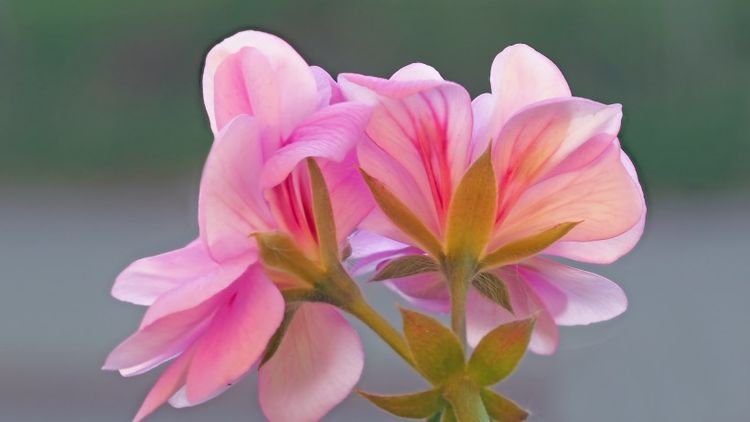 命带什么桃花长得漂亮 这三种桃花命的女生，为什么特别容易惊艳时光？
