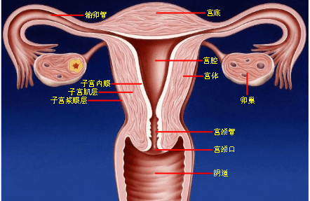 青春期教育