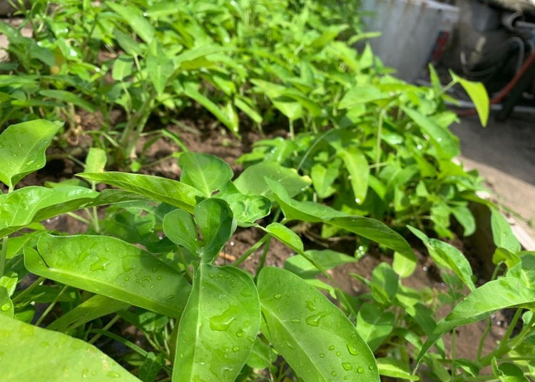 夏天种什么菜好养 87550f9b9568422ca565e3df4820613f.jpeg