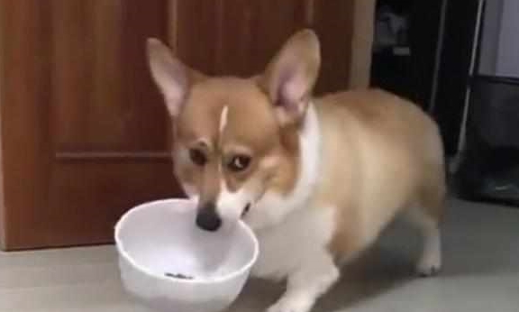 时间|日常饲养“柯基犬”的6大经验总结,拿走,不用客气!