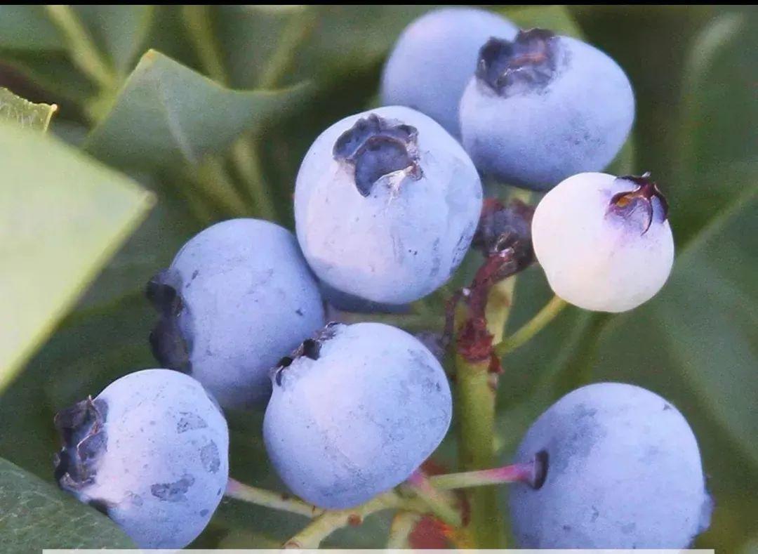 蓝莓哪个品种果实最大 蓝莓树哪种果实最大