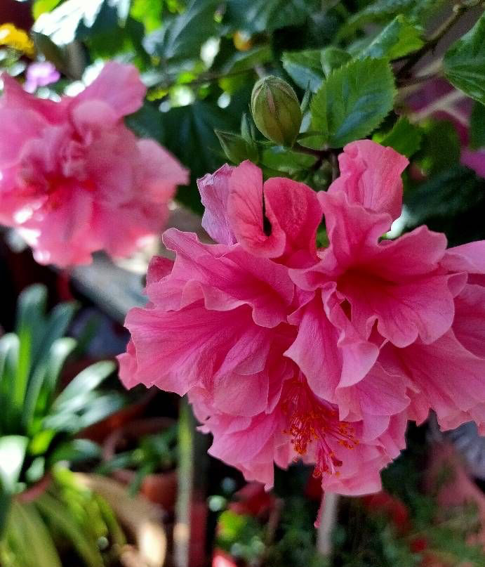 第一,养扶桑花不能缺肥,缺修剪 扶桑花因为花期很长,生长速度较快