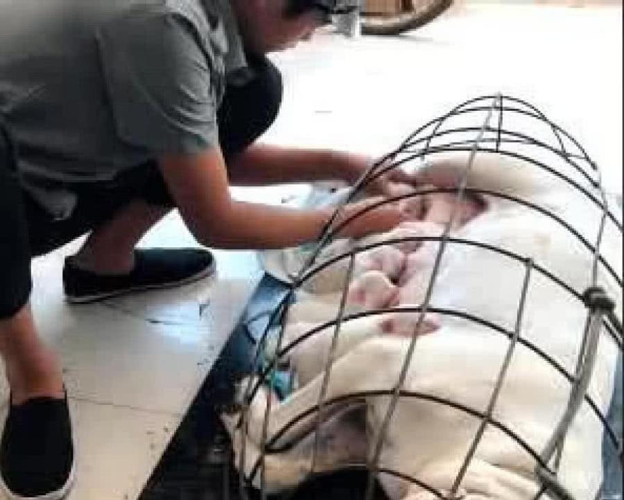 母狗生產後性情大變, 動不動就咬狗寶撒氣, 主人無奈做出這事 萌趣萌寵 第2张